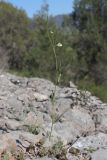 View full-size image Lathyrus saxatilis