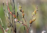 Смотреть изображение Salix rosmarinifolia