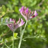 View full-size image Astragalus brachylobus
