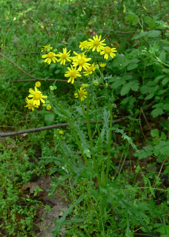 Изображение особи Senecio vernalis.