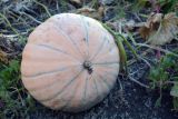 Смотреть изображение род Cucurbita