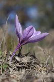 View full-size image Crocus pallasii