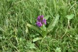 View full-size image genus Dactylorhiza