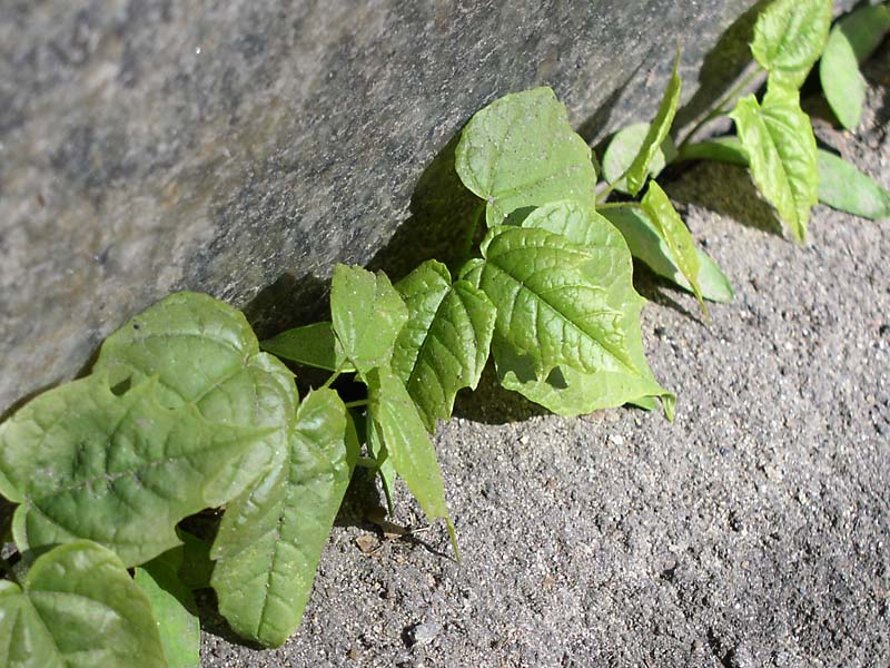 Image of Acer platanoides specimen.