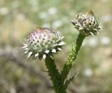 View full-size image genus Carduus