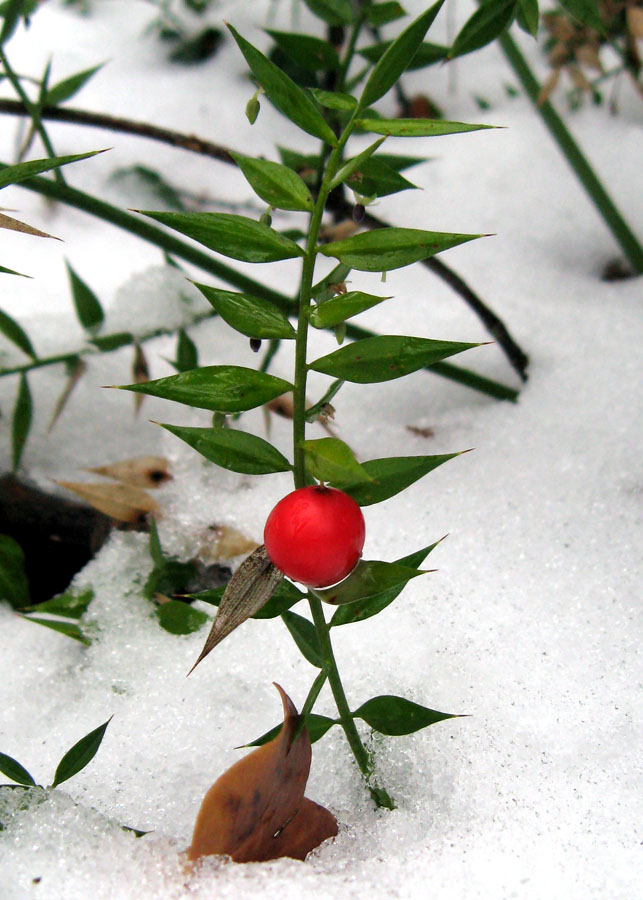 Изображение особи Ruscus aculeatus.