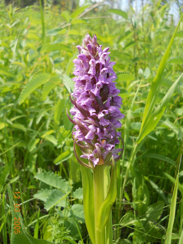 Image of Dactylorhiza incarnata specimen.