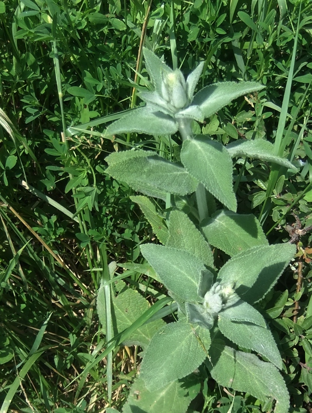 Image of Stachys germanica specimen.