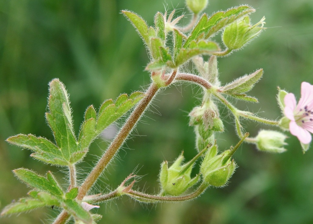 Image of Geranium divaricatum specimen.