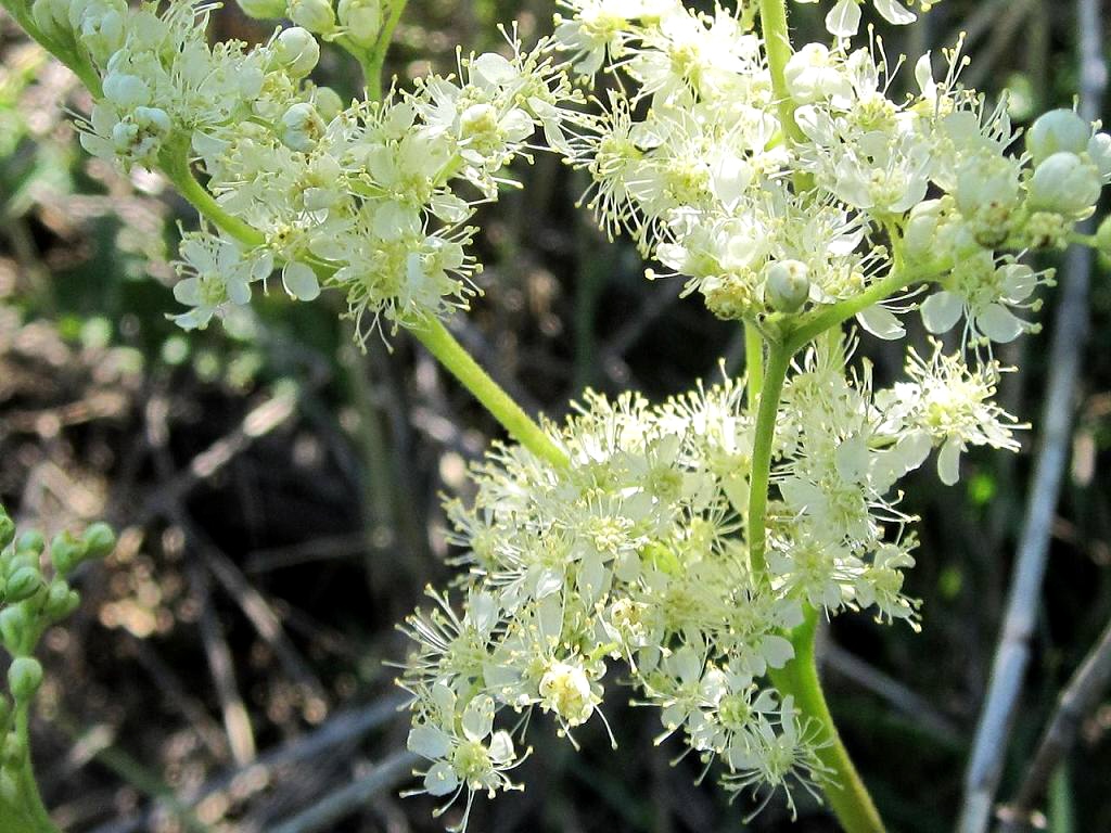 Изображение особи Filipendula stepposa.