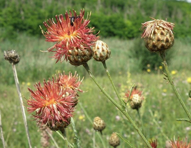 Изображение особи род Centaurea.