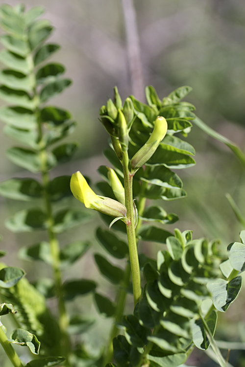 Изображение особи Astragalus glabrescens.