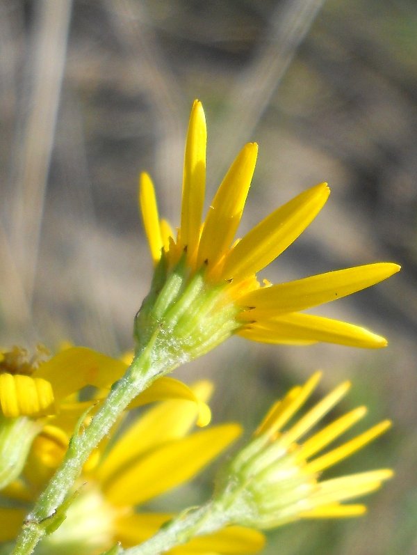 Изображение особи Senecio jacobaea.