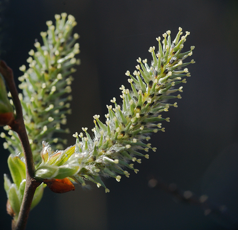 Image of Salix &times; laurina specimen.