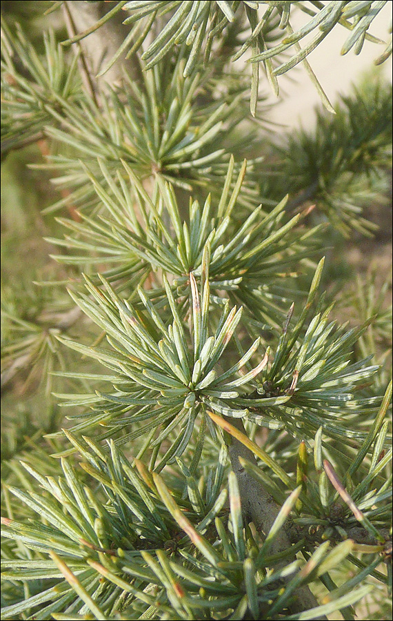 Image of Cedrus atlantica specimen.