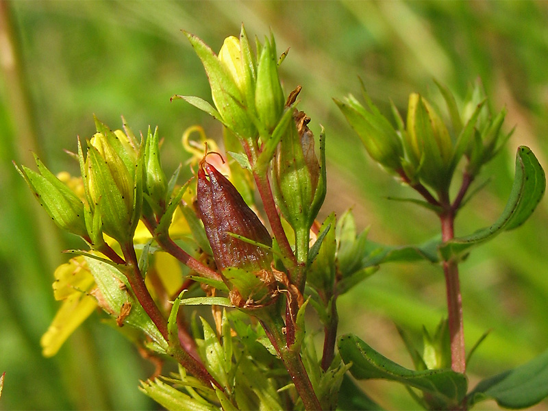 Изображение особи Hypericum tetrapterum.