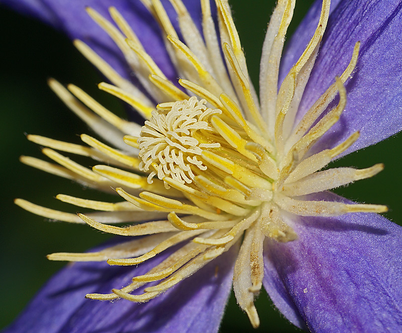 Image of Clematis &times; jackmanii specimen.