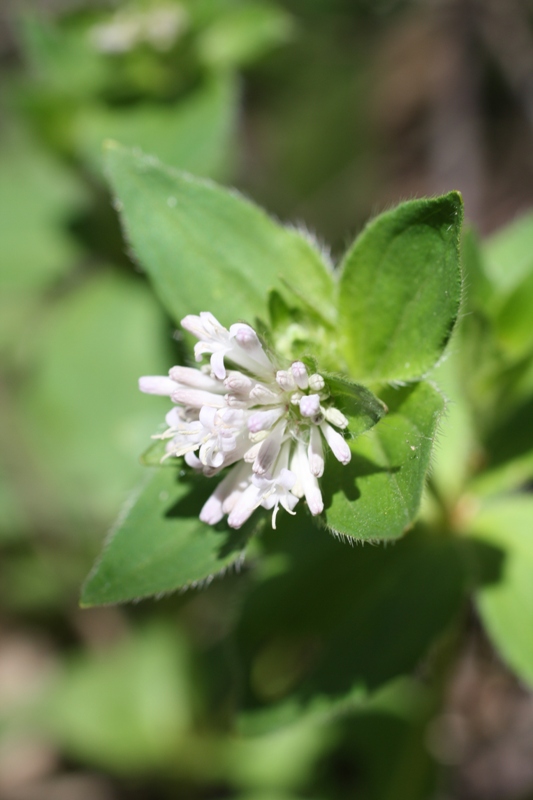 Изображение особи Asperula caucasica.