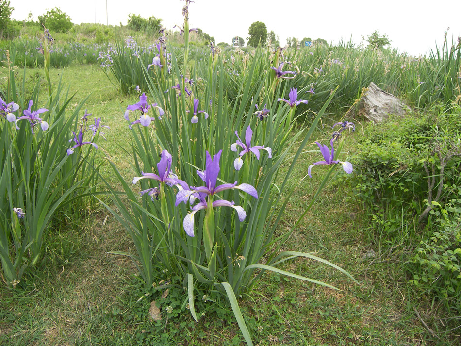 Изображение особи Iris musulmanica.