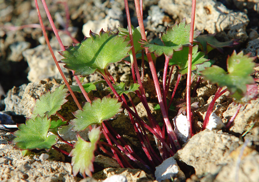 Image of Micranthes purpurascens specimen.