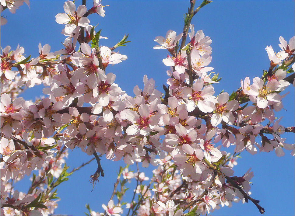 Изображение особи Amygdalus communis.