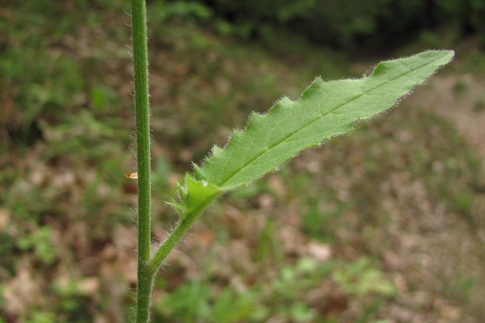 Изображение особи Hieracium gentile.