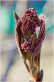 genus Sorbus. Верхушка побега с бутонами. Красноярский край, 13 мая 2012 г.