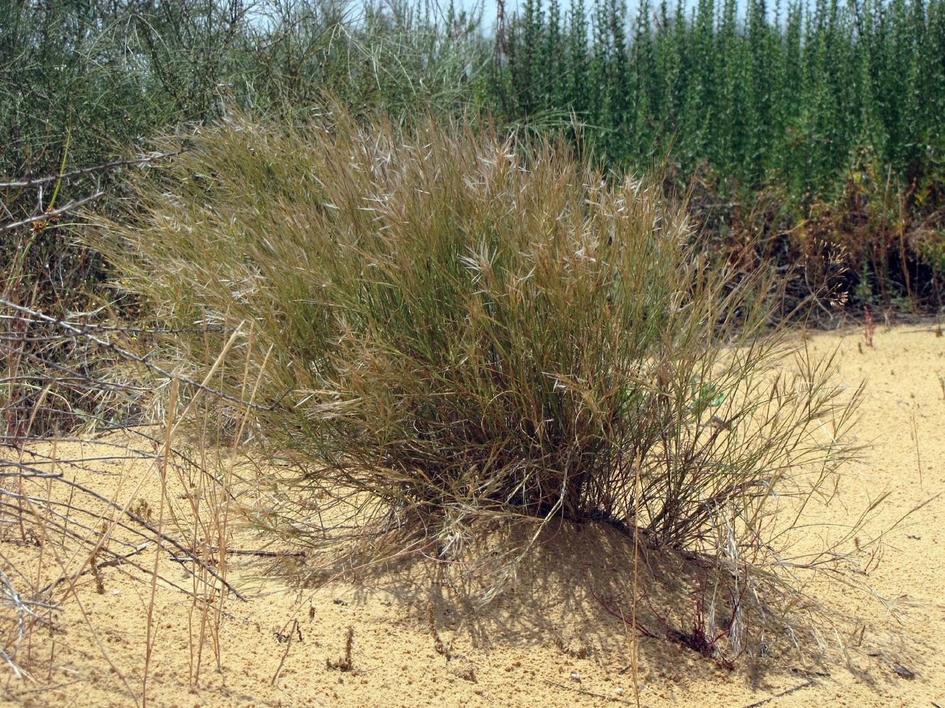Image of Stipagrostis lanata specimen.