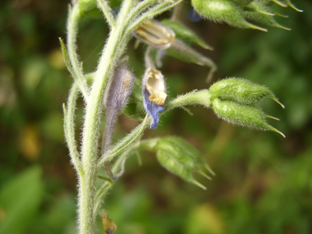 Изображение особи Delphinium uralense.