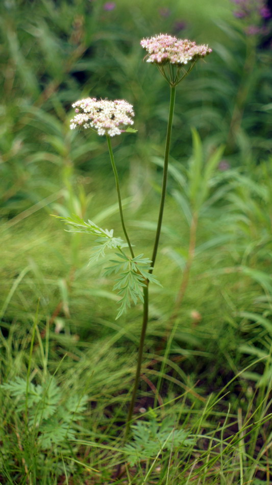 Image of Conioselinum tataricum specimen.