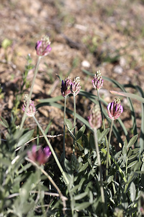 Image of genus Astragalus specimen.