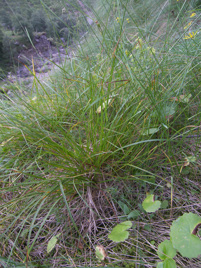 Изображение особи Carex paupercula.