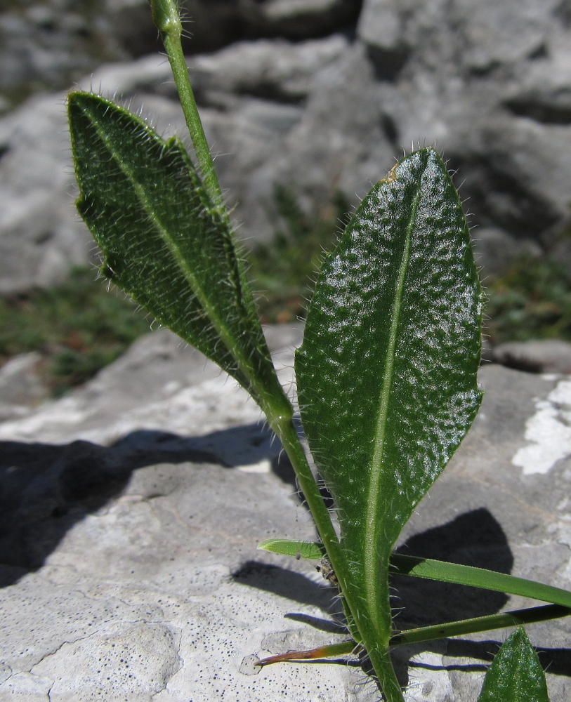 Image of Biscutella laevigata specimen.