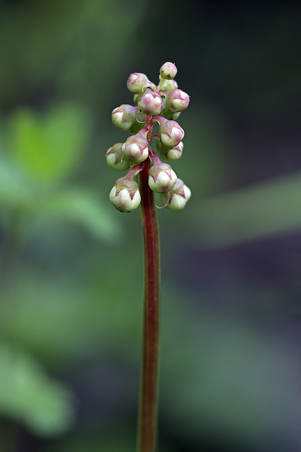 Image of Pyrola minor specimen.