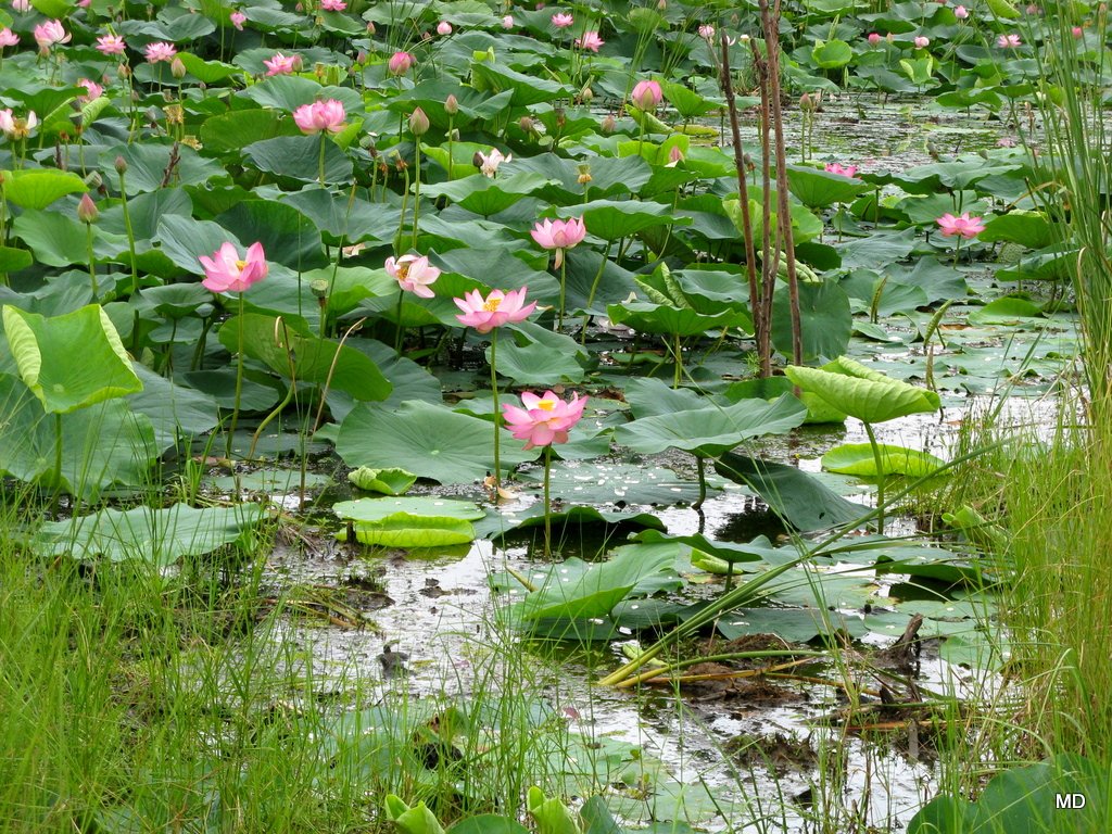 Image of Nelumbo komarovii specimen.