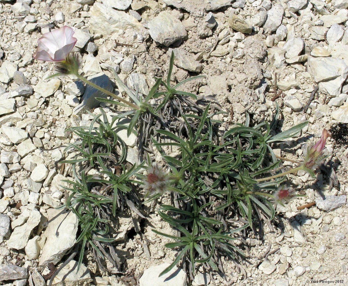 Изображение особи Convolvulus tauricus.