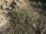 Artemisia incana