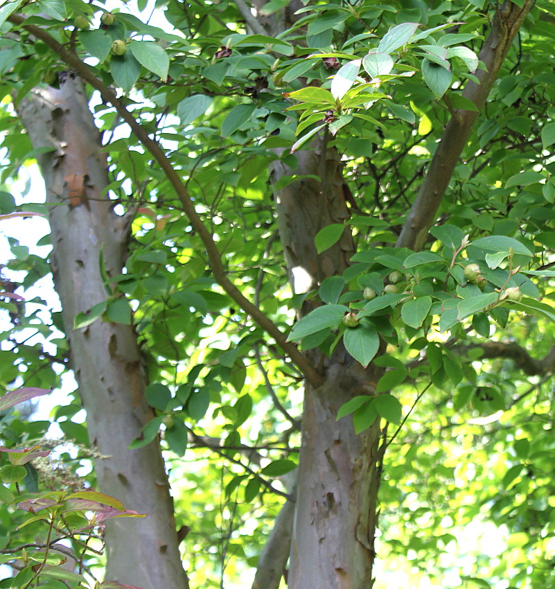 Image of Stewartia pseudocamellia specimen.