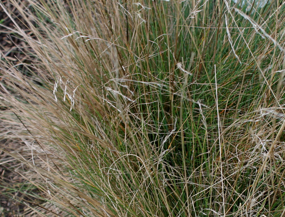 Image of Festuca amethystina specimen.