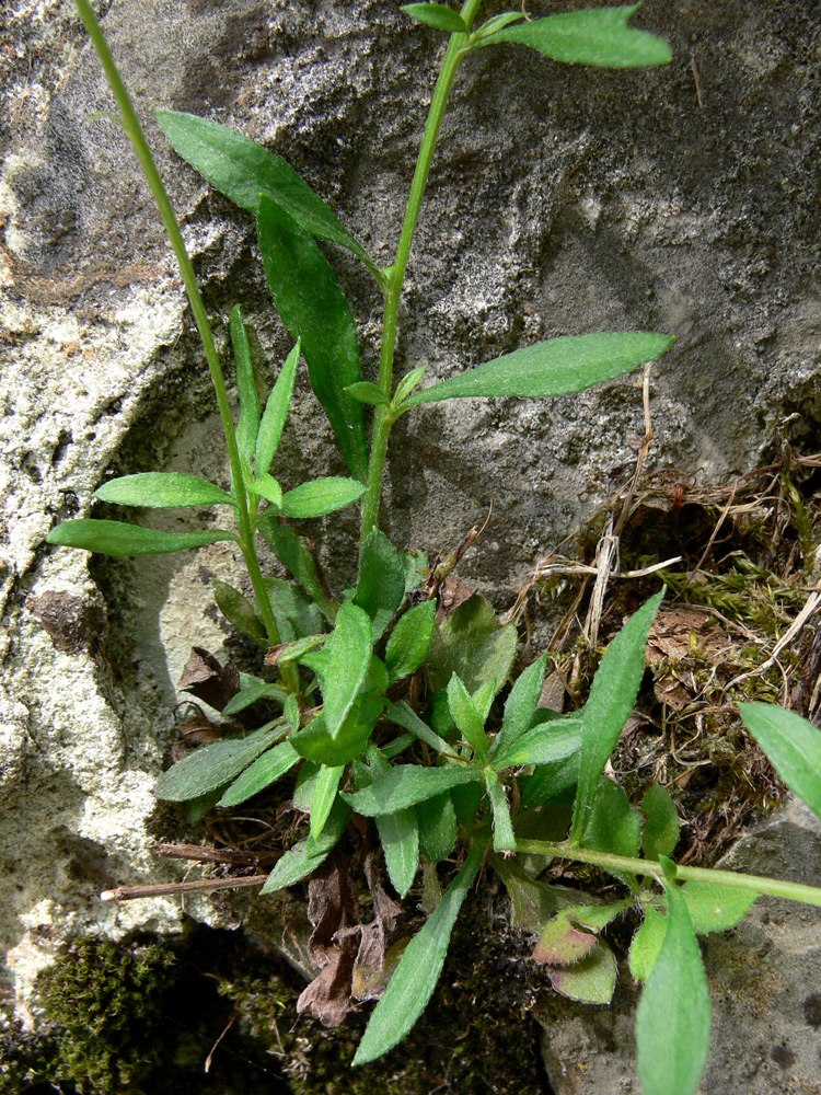 Image of Erigeron karvinskianus specimen.