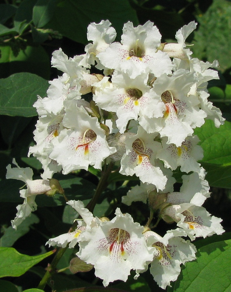 Image of Catalpa bignonioides specimen.