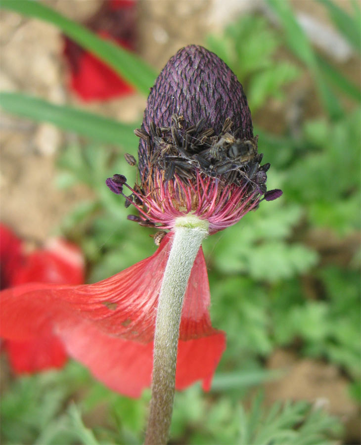 Image of Anemone coronaria specimen.