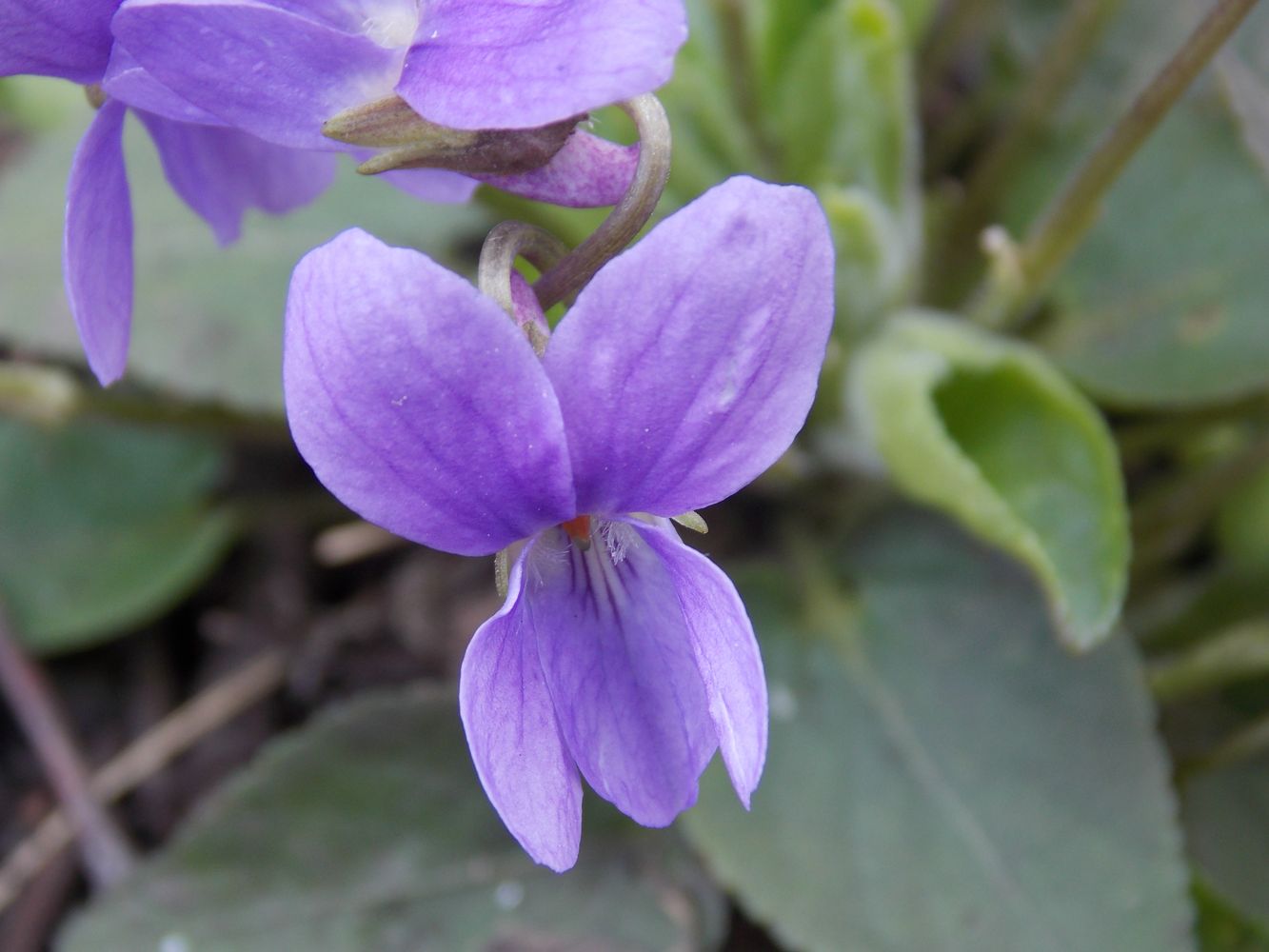 Image of Viola hirta specimen.