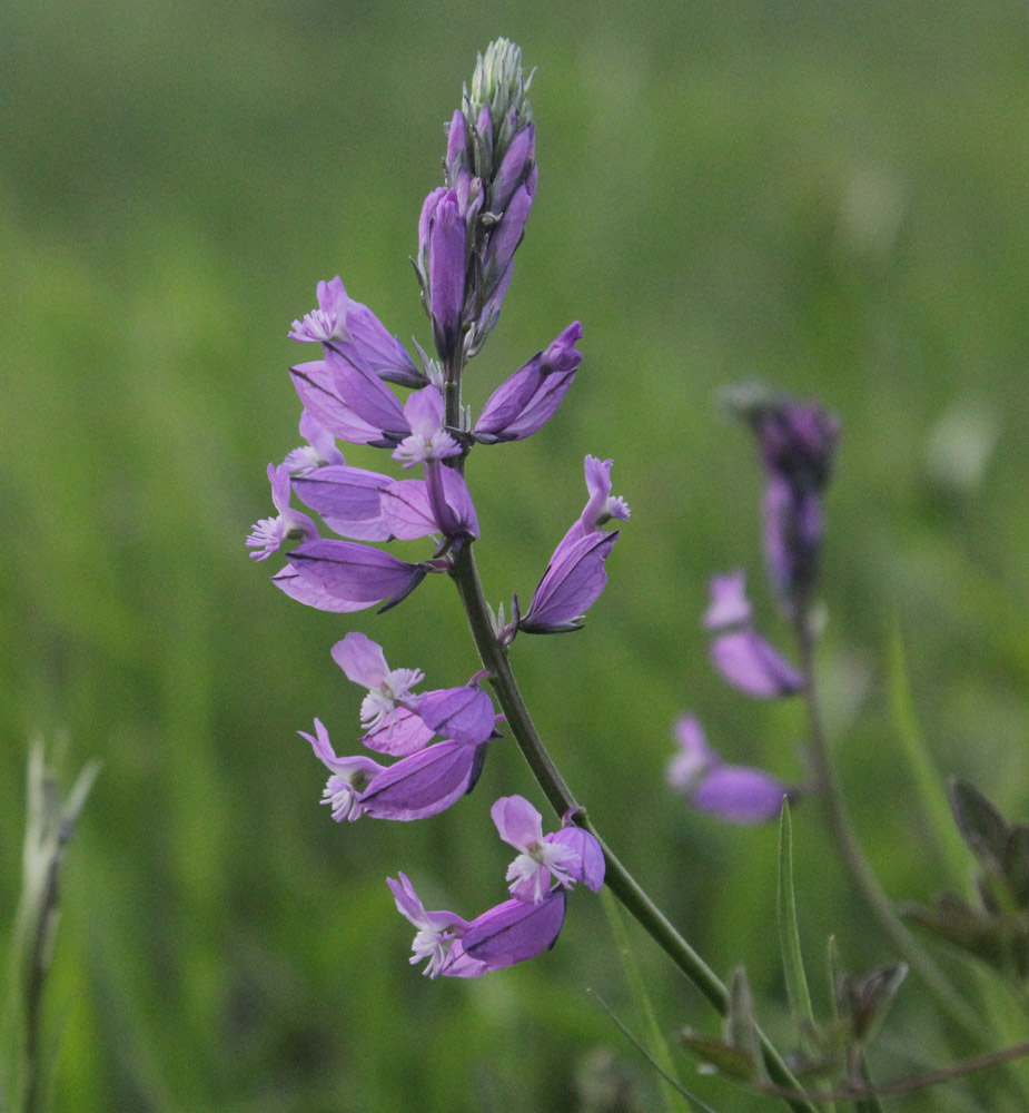 Image of Polygala major specimen.