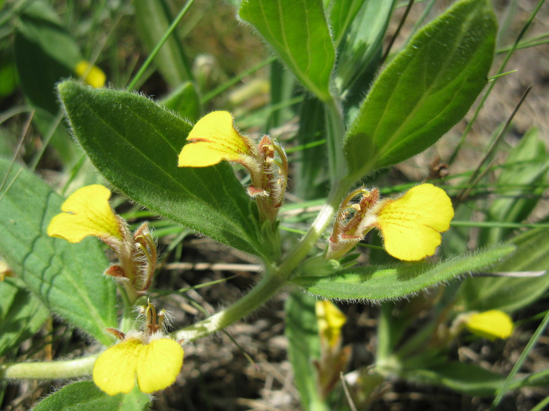 Image of Ajuga salicifolia specimen.