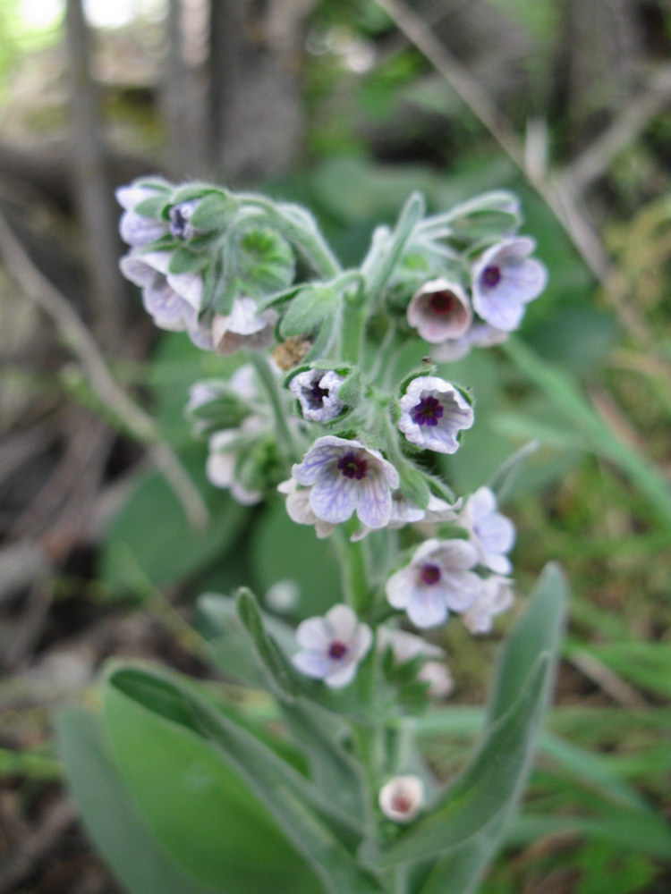 Изображение особи Cynoglossum creticum.