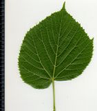 Tilia cordifolia. Лист (вид снизу). Курская обл., г. Железногорск, в посадке. 1 июня 2009 г.