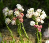 Antennaria dioica