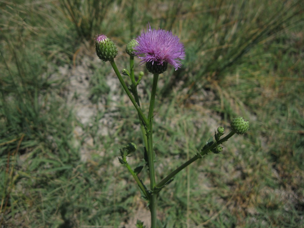 Изображение особи Cirsium elodes.