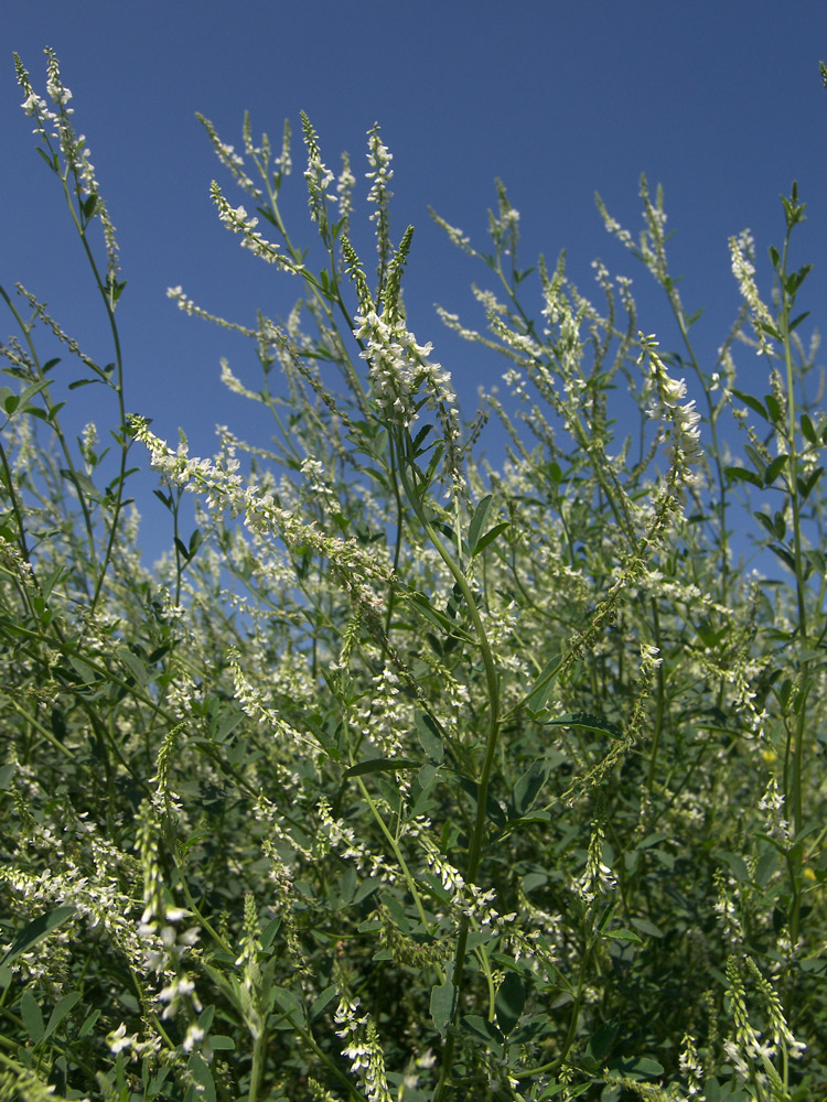 Image of Melilotus albus specimen.